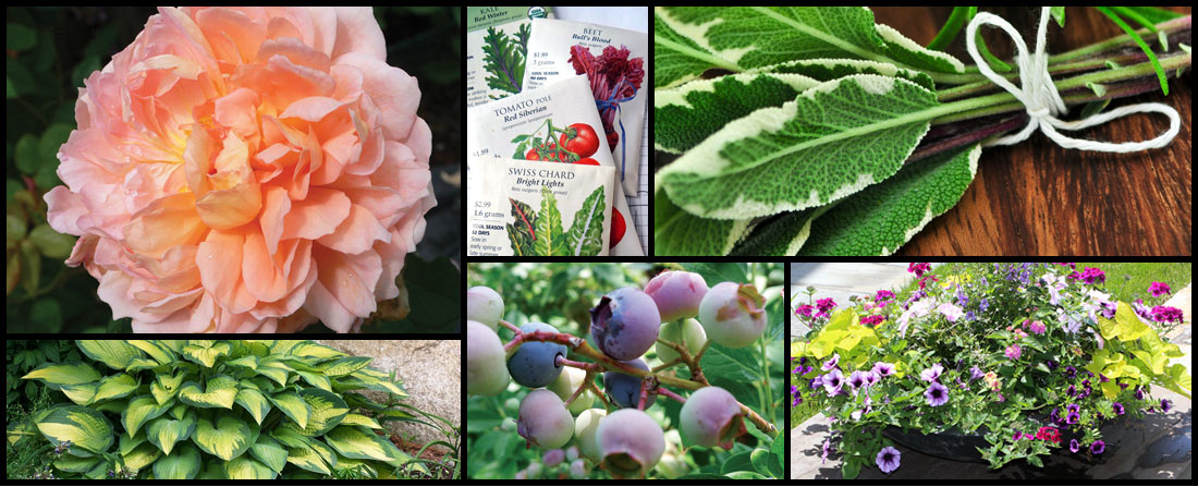 Garden Center Overview | Perennial Gardens, Inc.