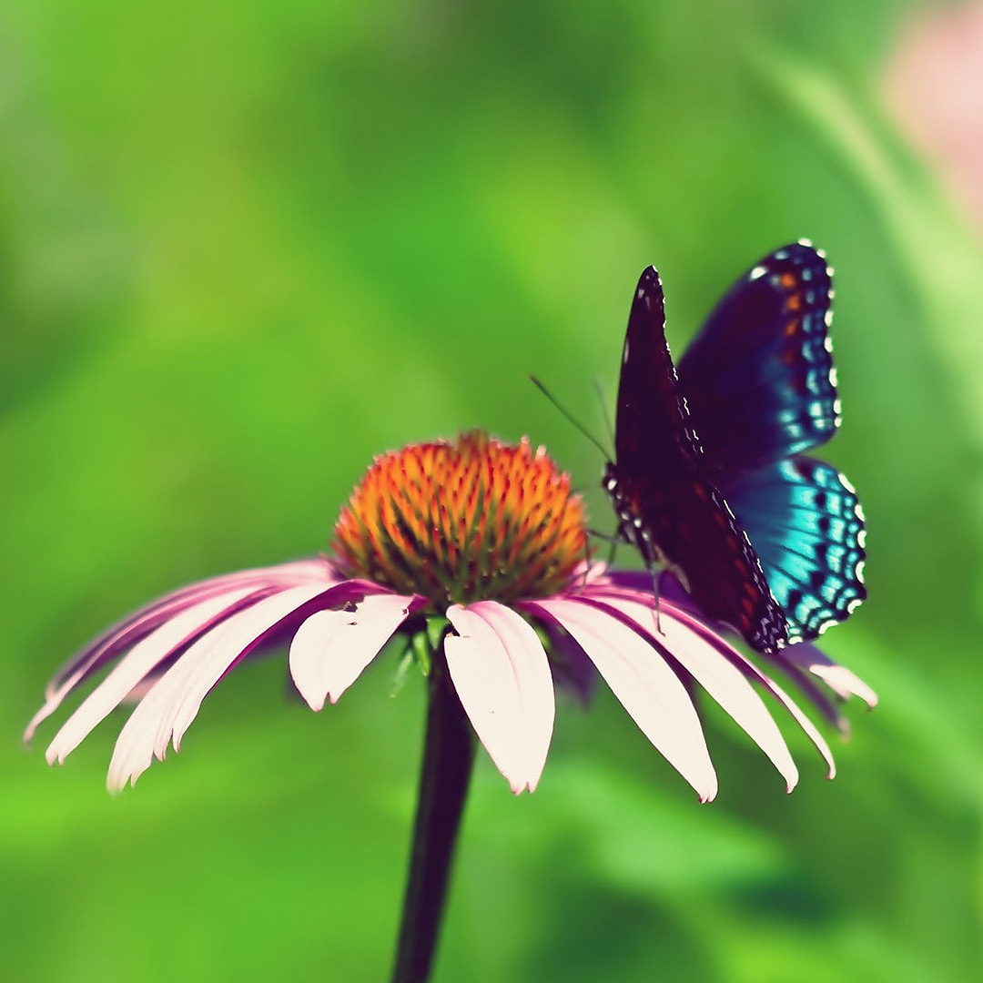 Perennials
