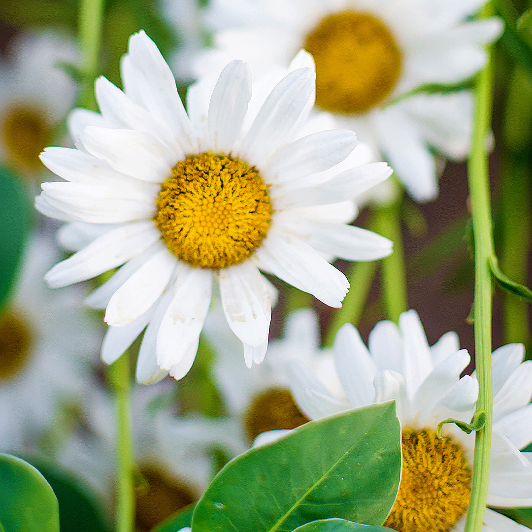 Perennials