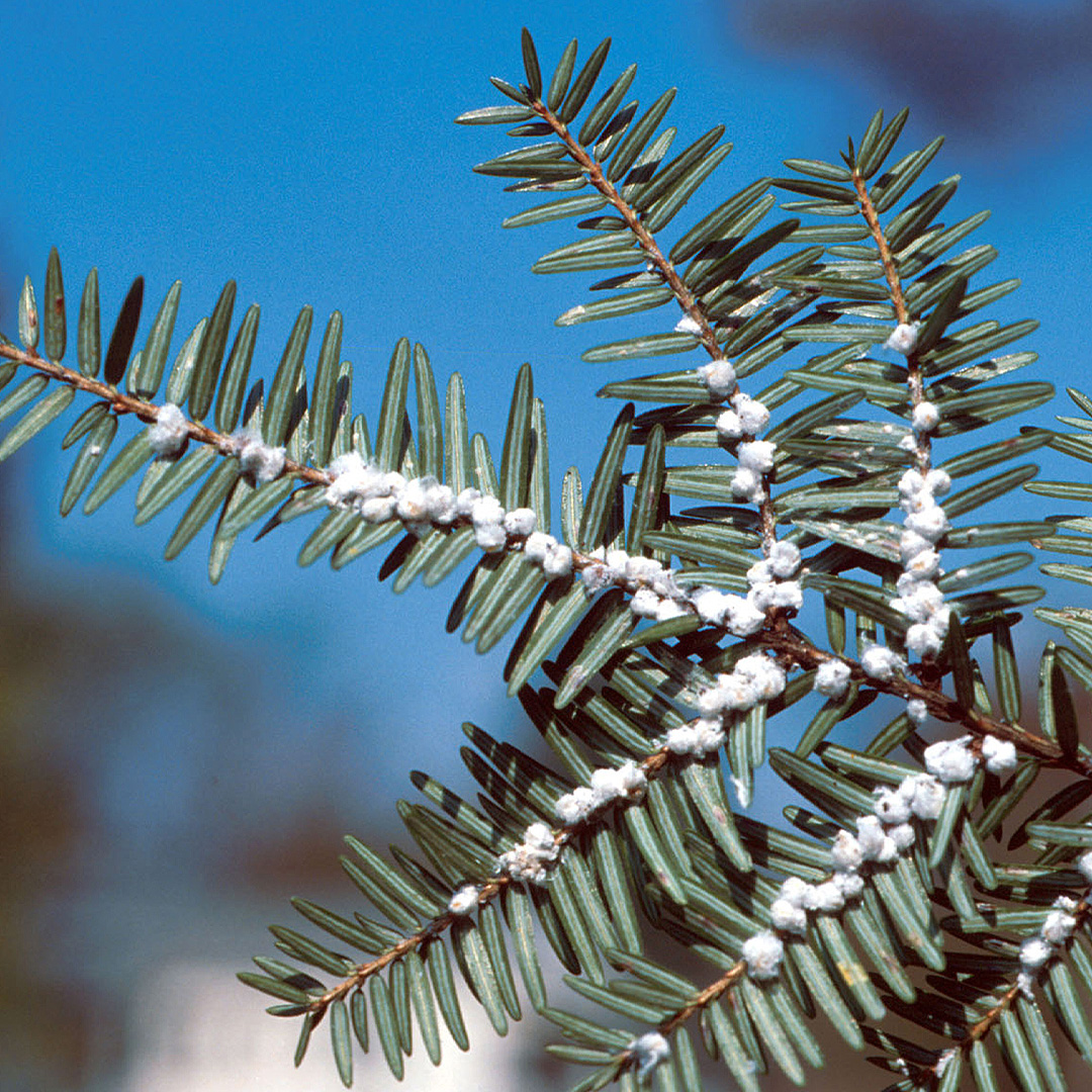 Wooly Adelgid