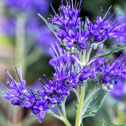 Shrub_1