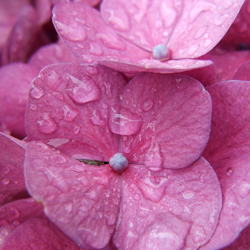 Shrub Bouquets _2