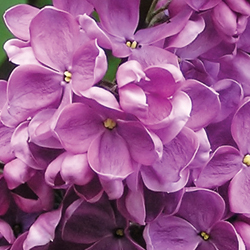 Shrub Bouquets _3