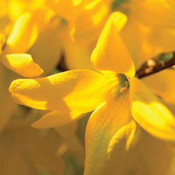 Shrub_4