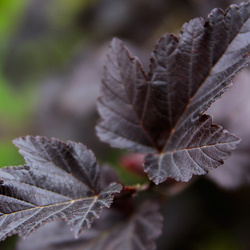 Shrub_5