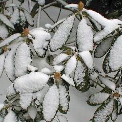 Winter Damage