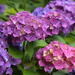 hydrangeas-3