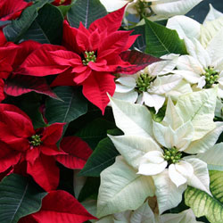 poinsettia