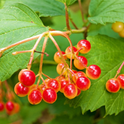 viburnum _1