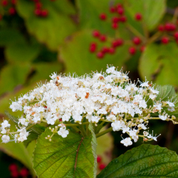 viburnums _2