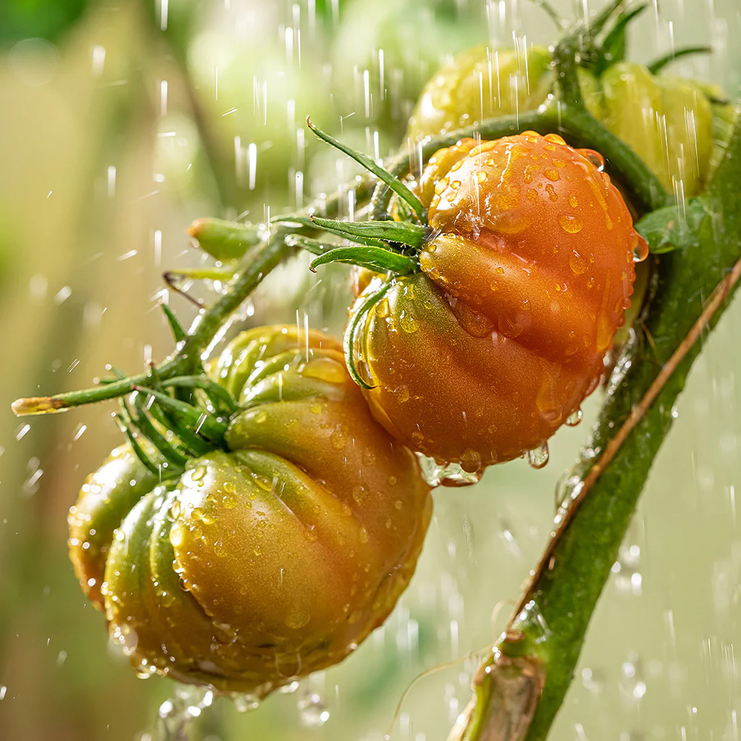 watering tomato plants