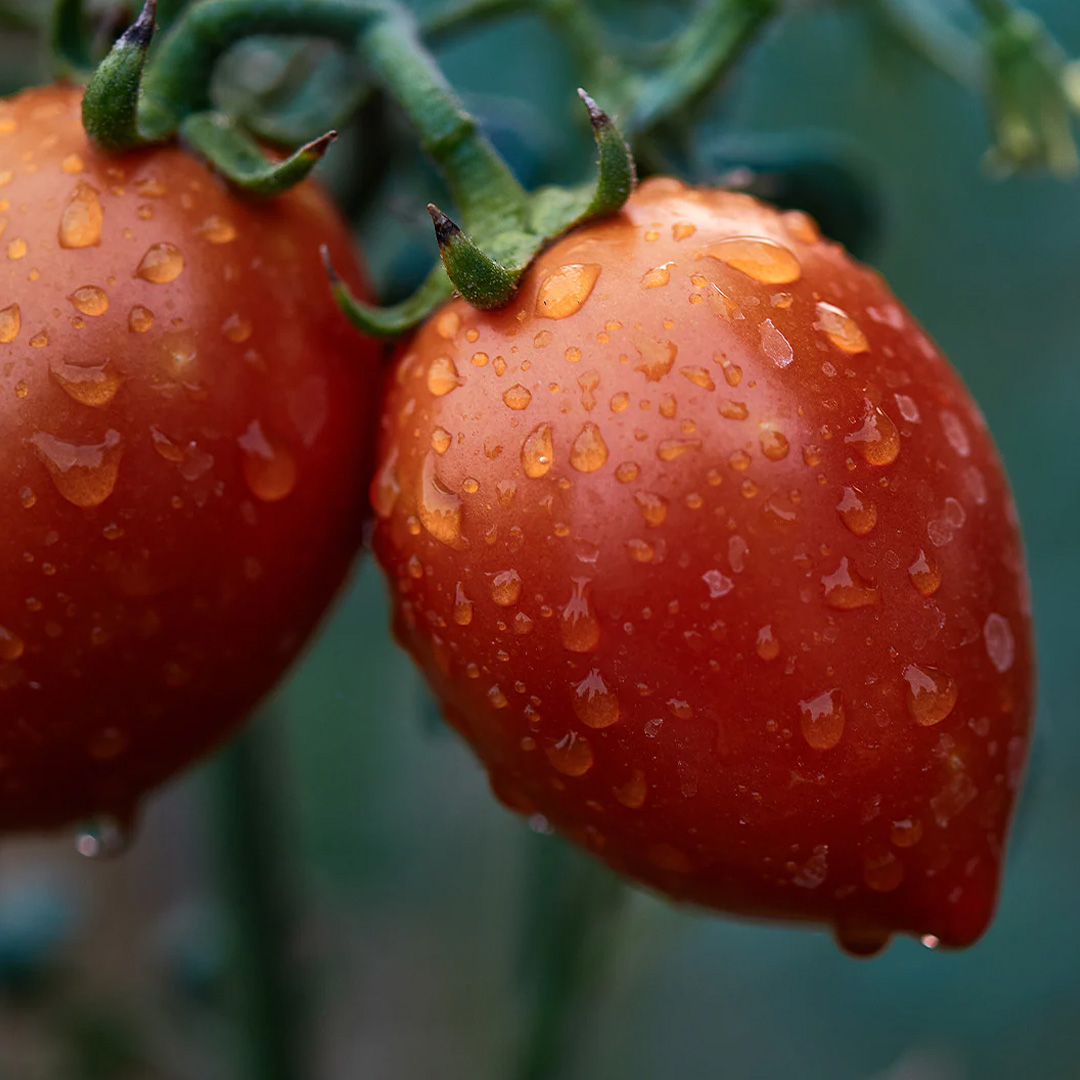 view of tomato