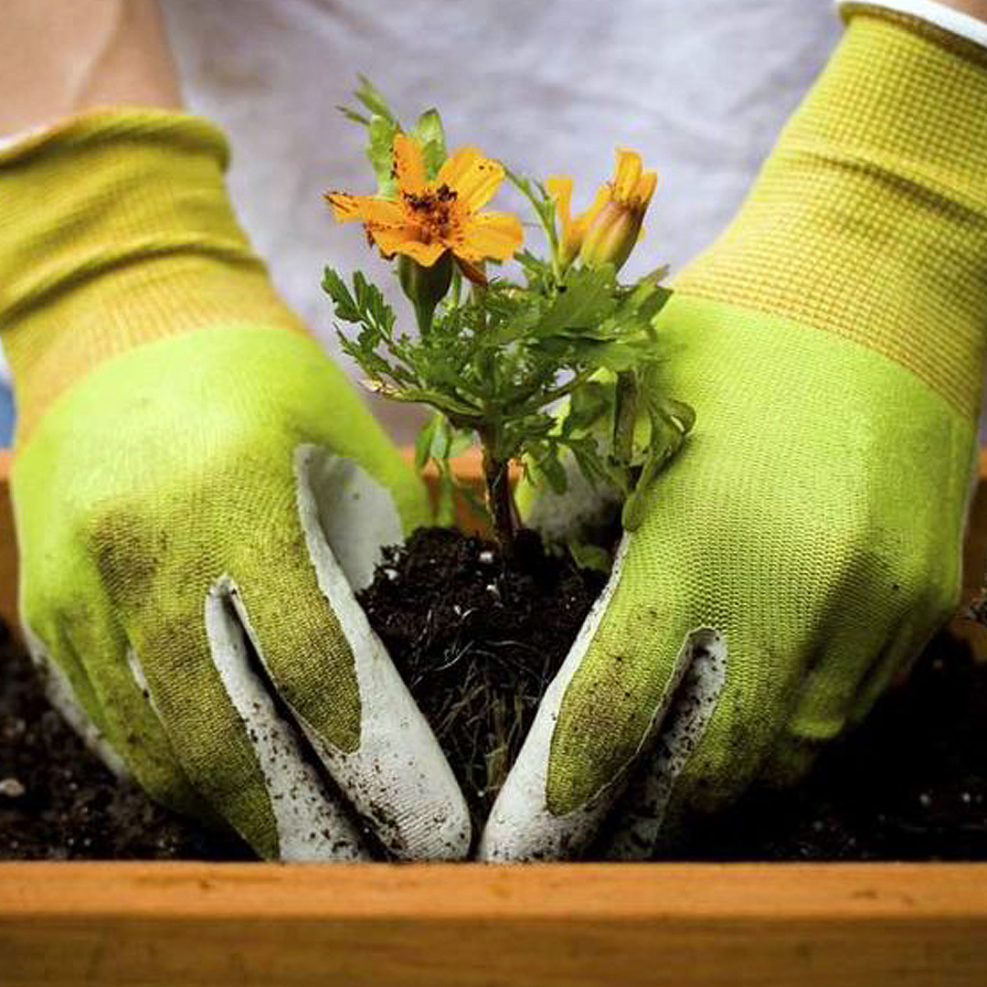 Late Spring Gardener's Calendar