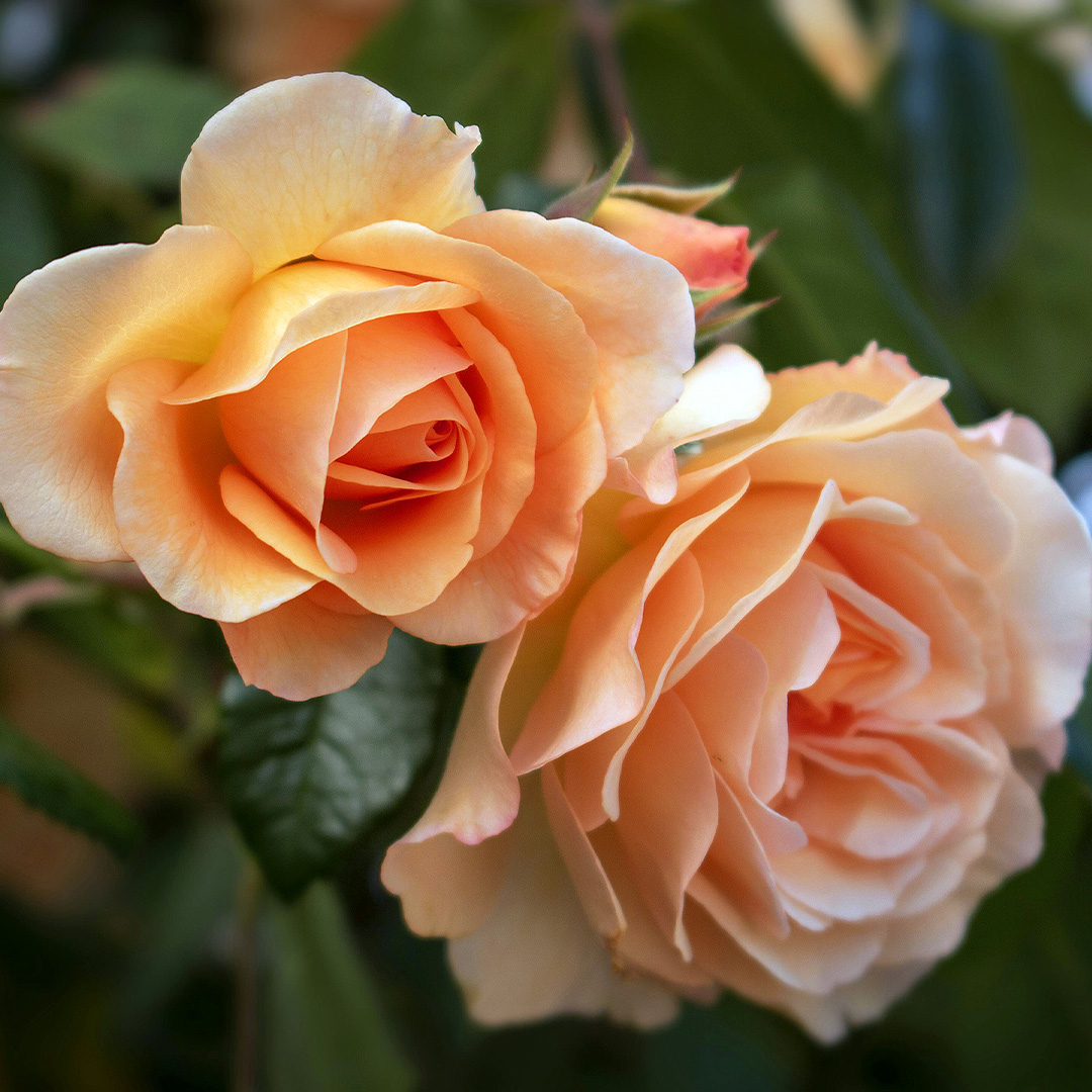 Late Spring Gardener's Calendar