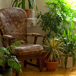 watering houseplants while away