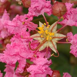 summer blooming flowering trees