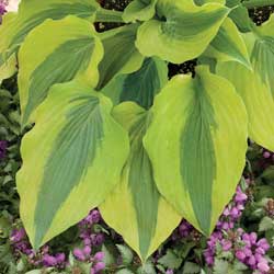 hosta _1