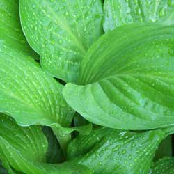 hosta _2