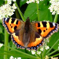 backyard-butterfly-1