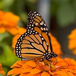 backyard-butterfly-2