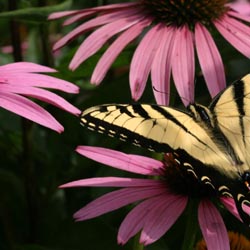 crazyconeflowers1