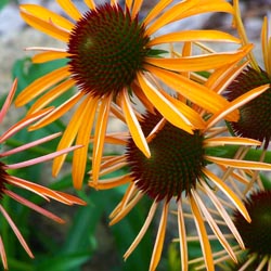 crazyconeflowers3