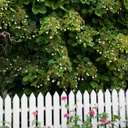 Climbing hydrangea vine.