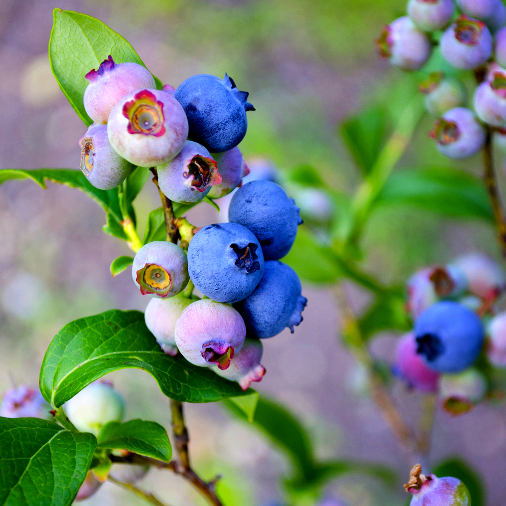 Blueberries