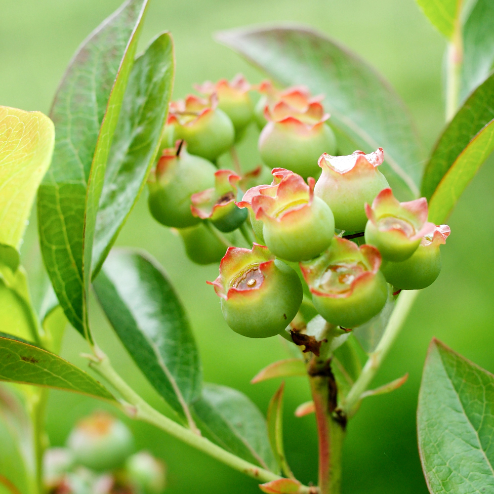 Blueberries