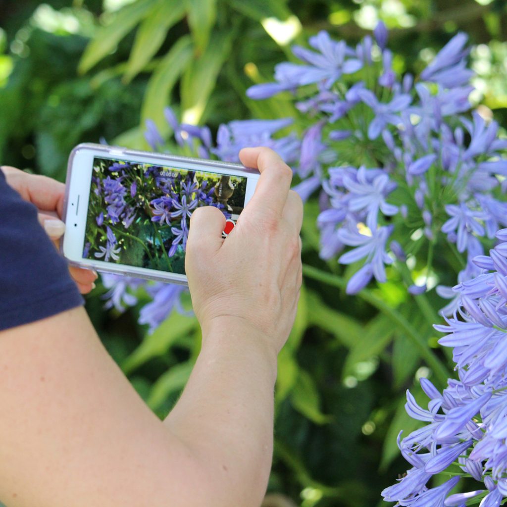 Garden Photography