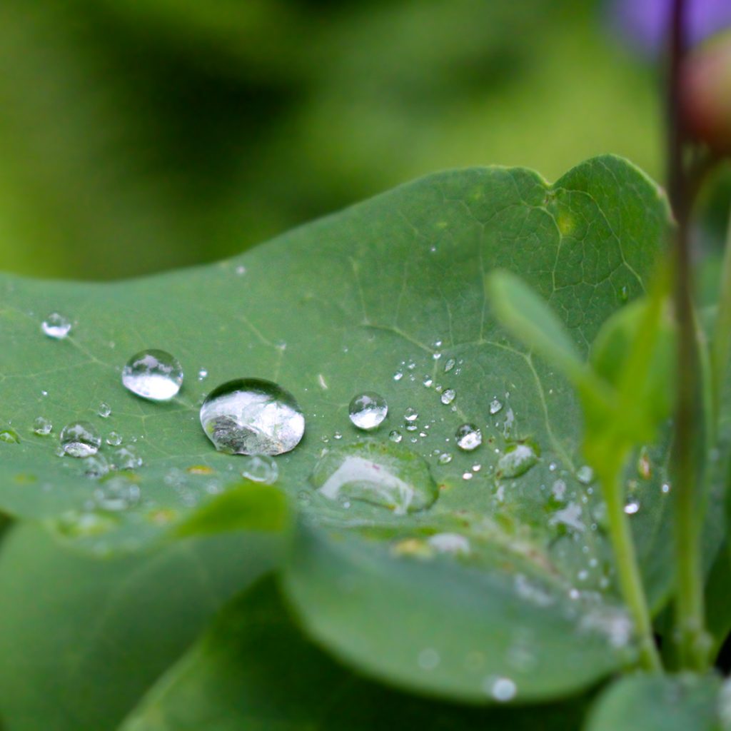 Garden Photography