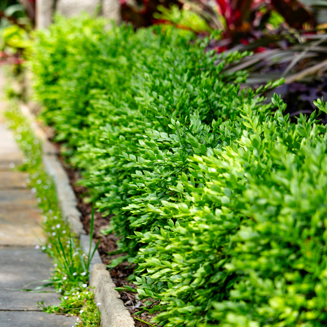 Hedge Border