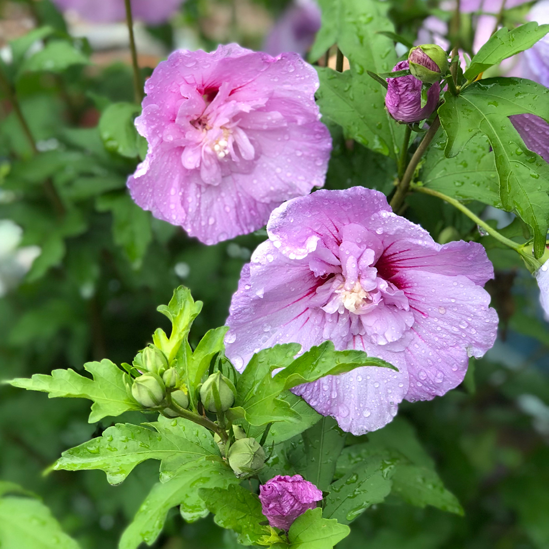 Enhance Garden