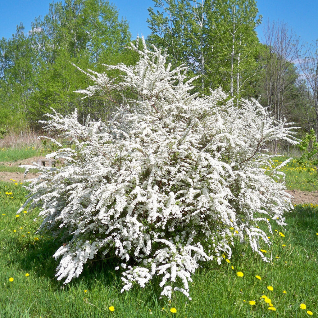 Bridal Wreath Spirea