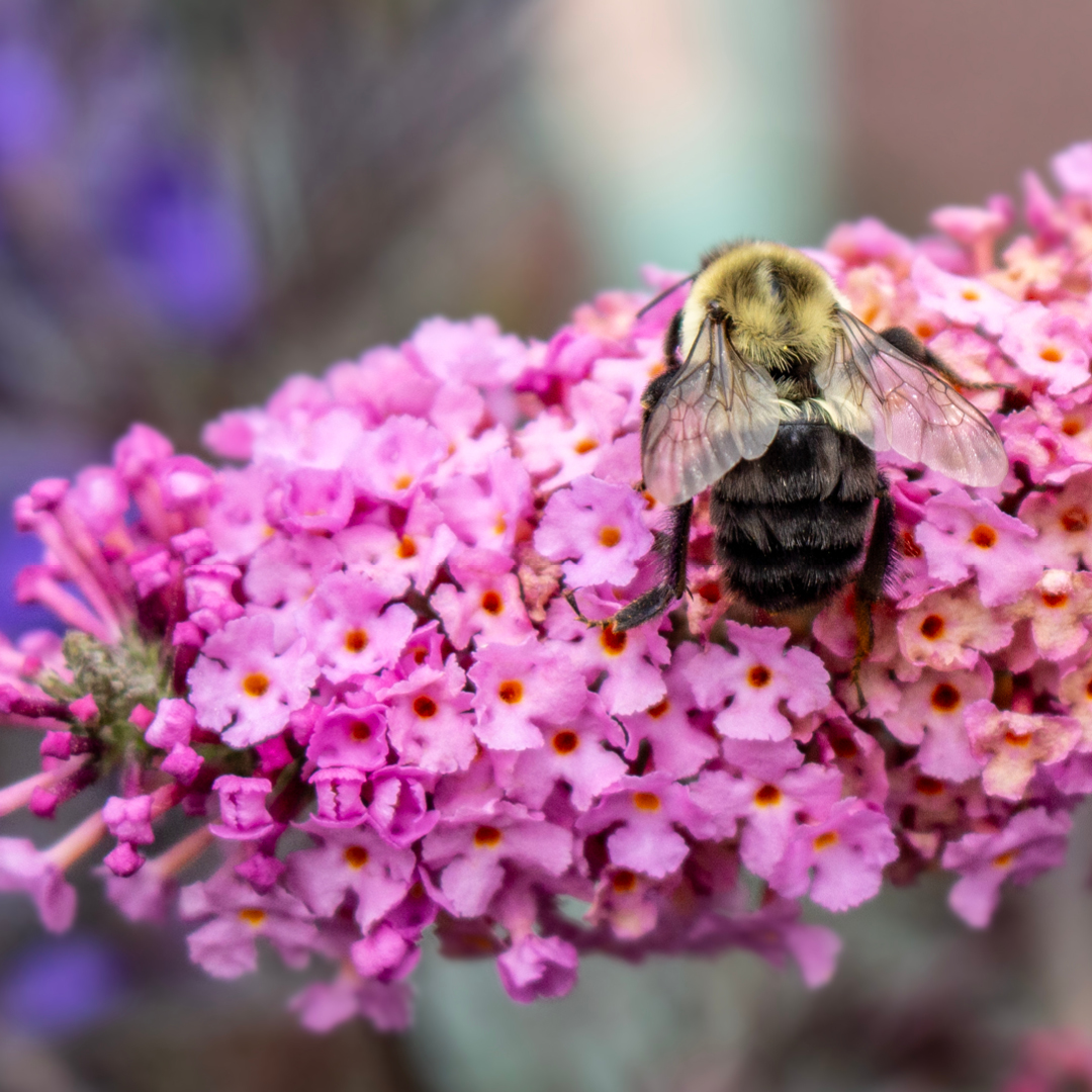 sterile butterfly bush varieties