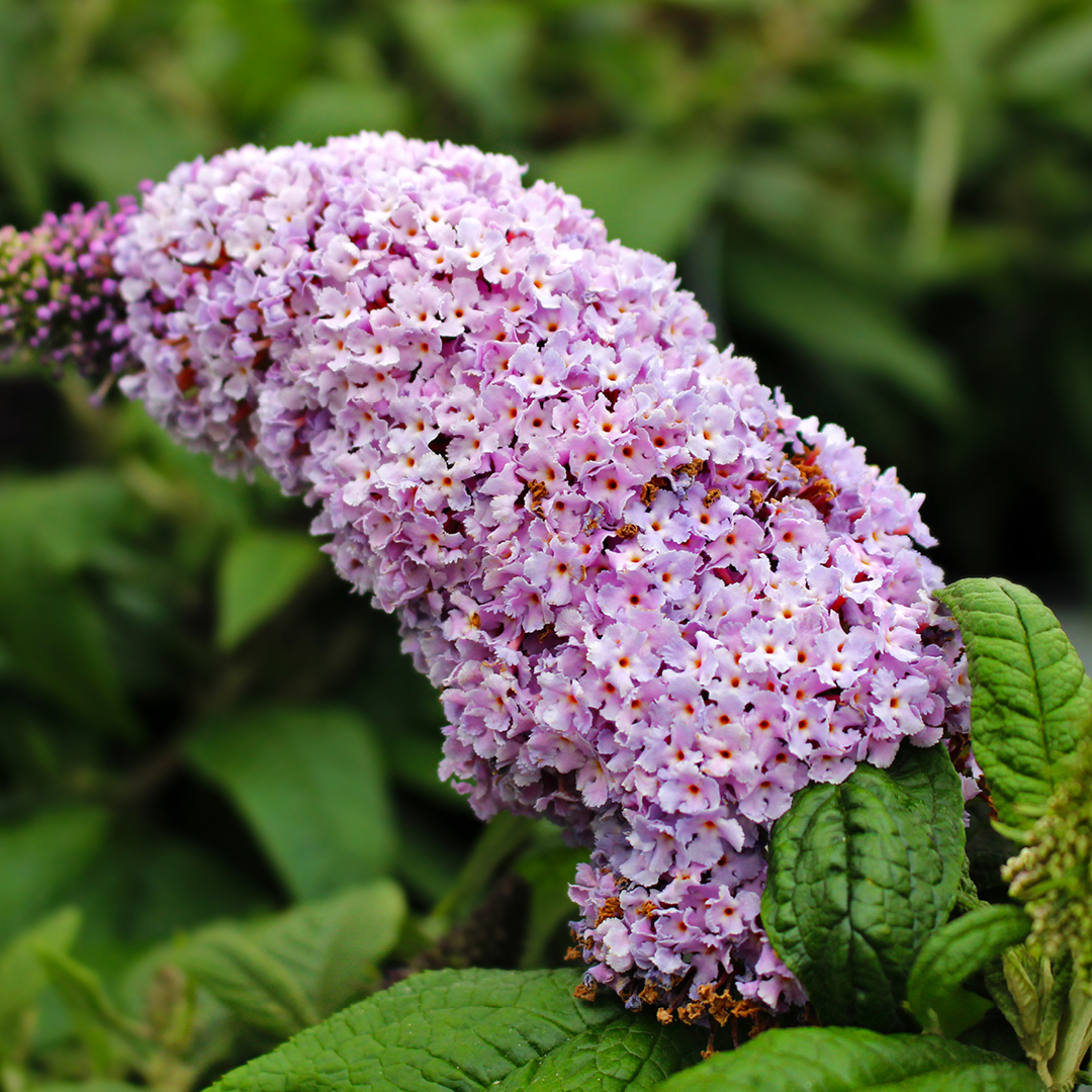 sterile butterfly bush varieties