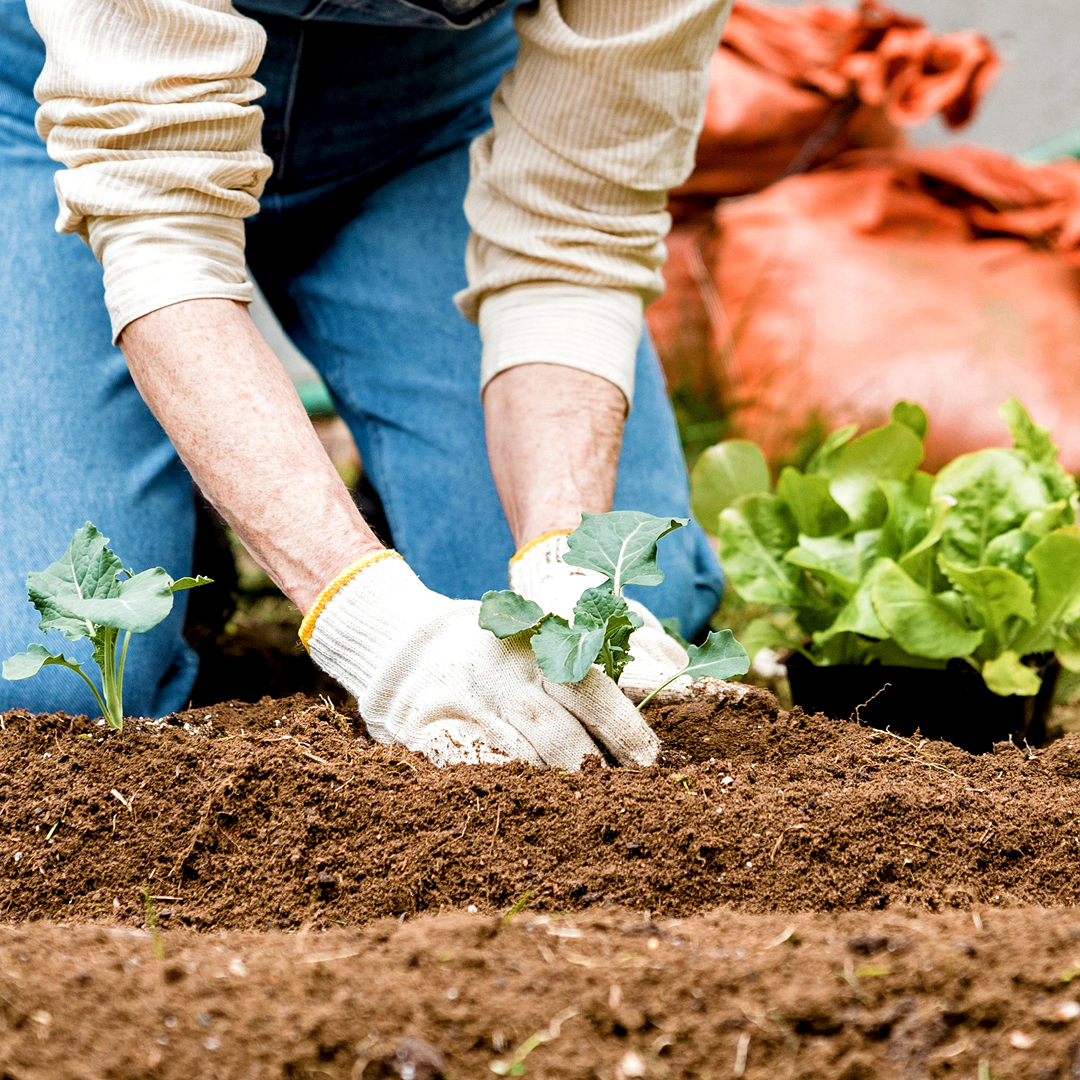 vegetable garden mistakes beginners