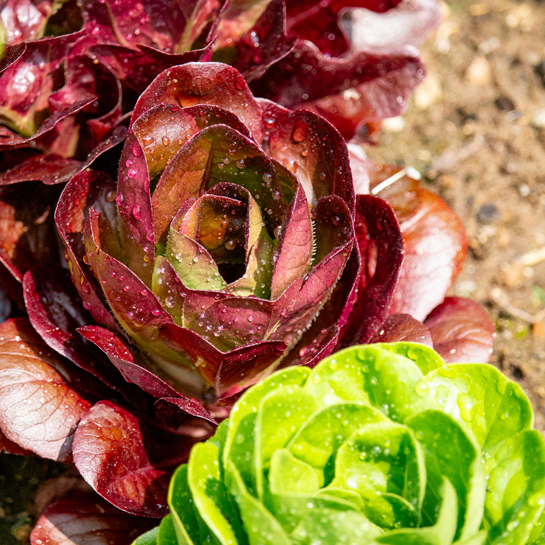 vegetable garden mistakes beginners
