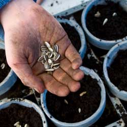 Winter Gardener's Calendar