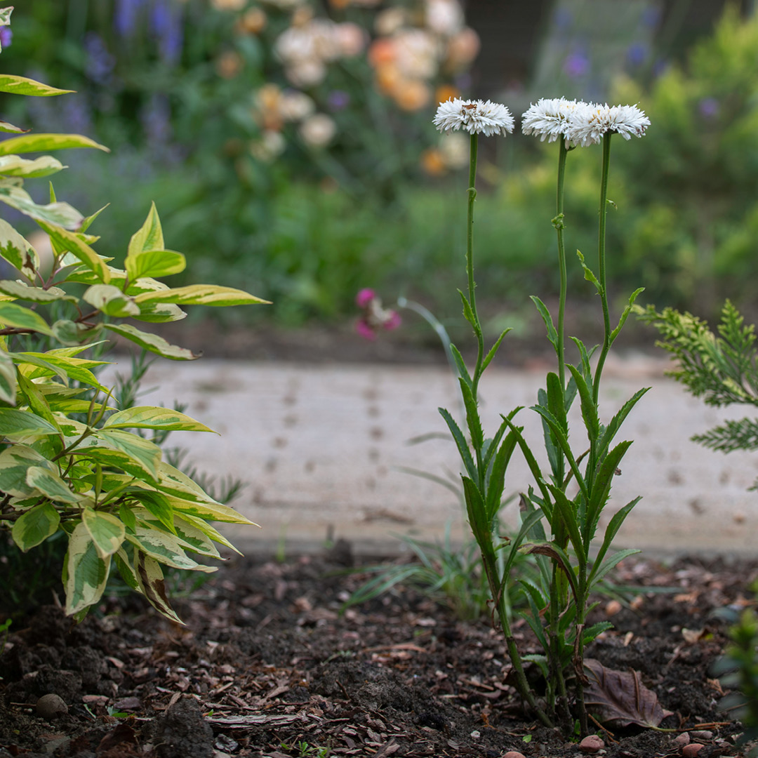 Power of Mulching