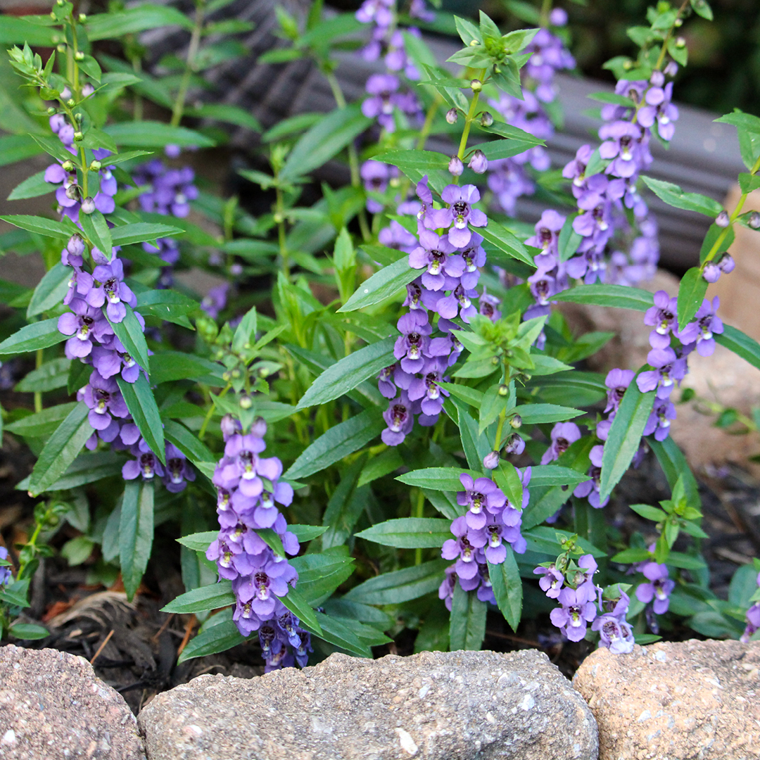 Deer Resistant Annuals