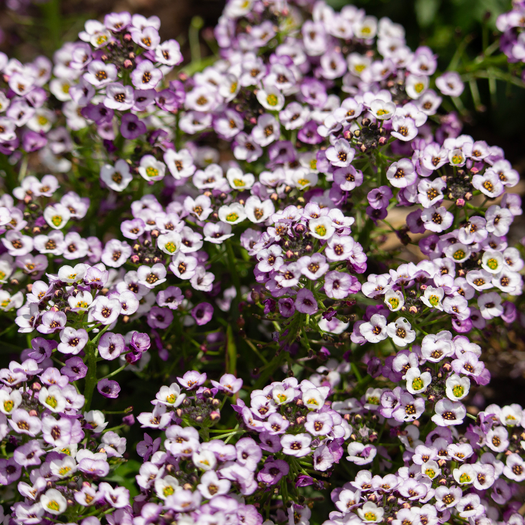 Deer Resistant Annuals